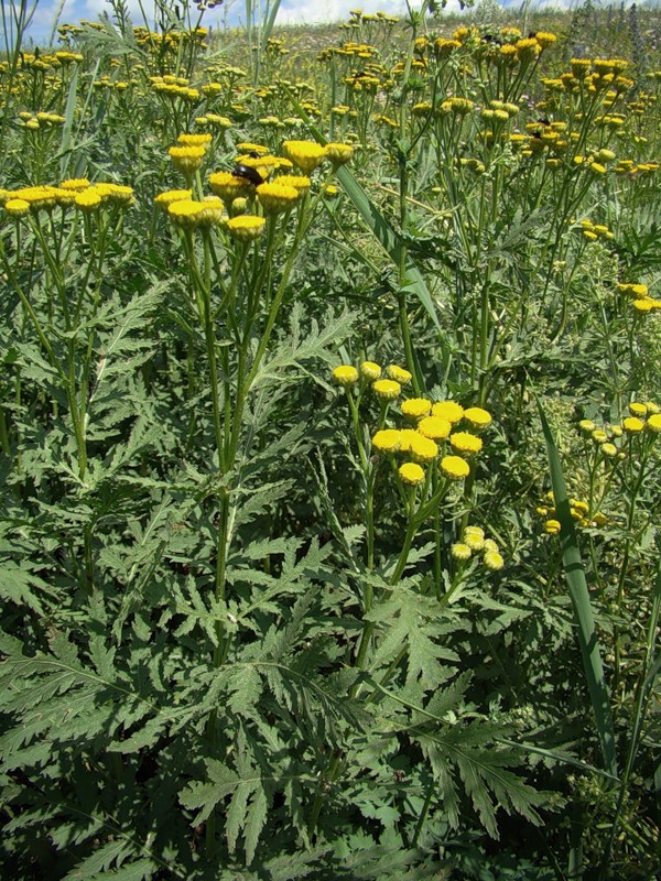 Image of Tanacetum vulgare specimen.