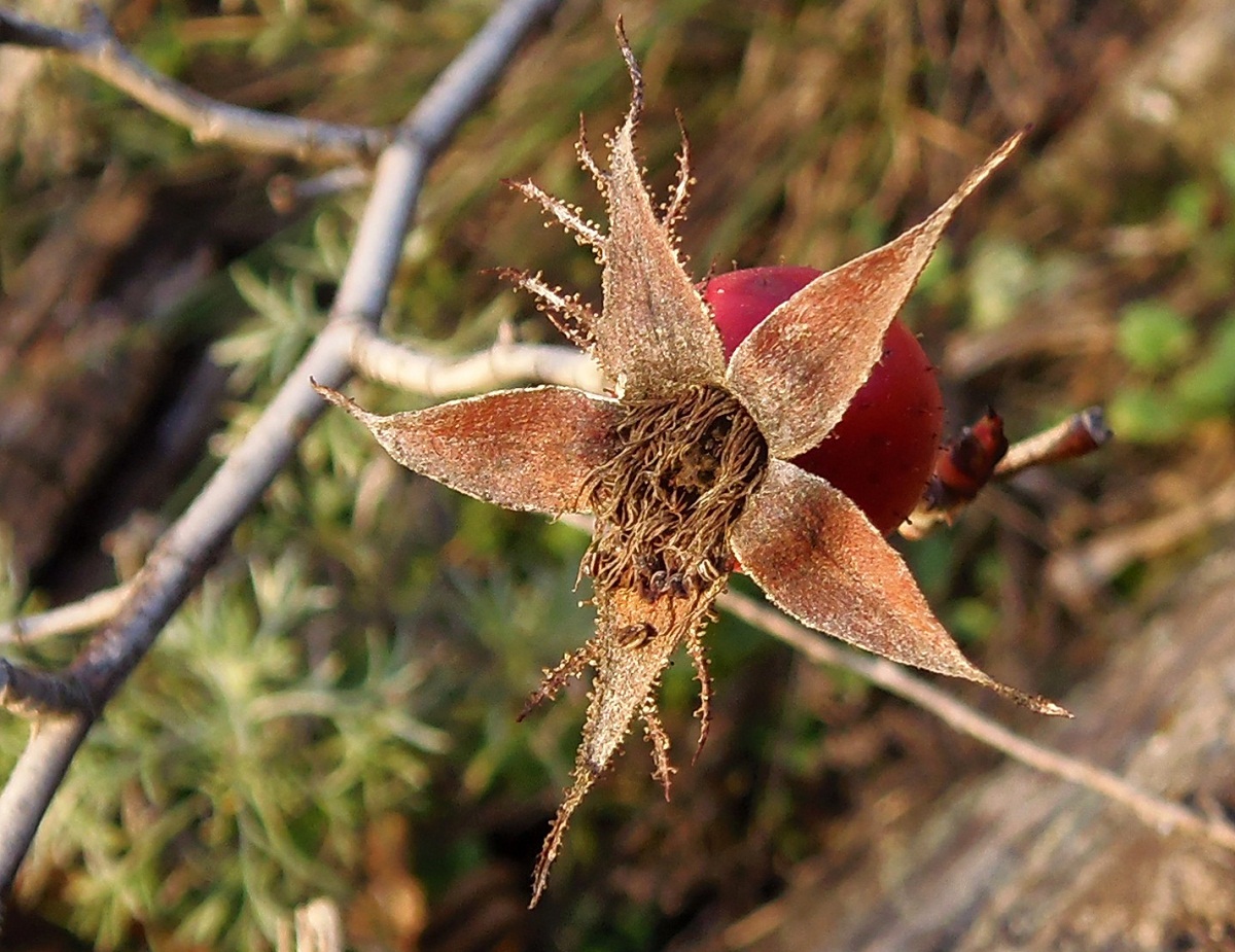 Image of genus Rosa specimen.