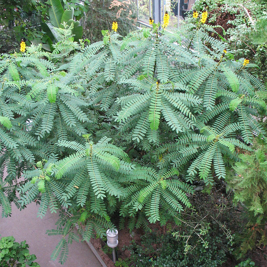 Image of Senna didymobotrya specimen.