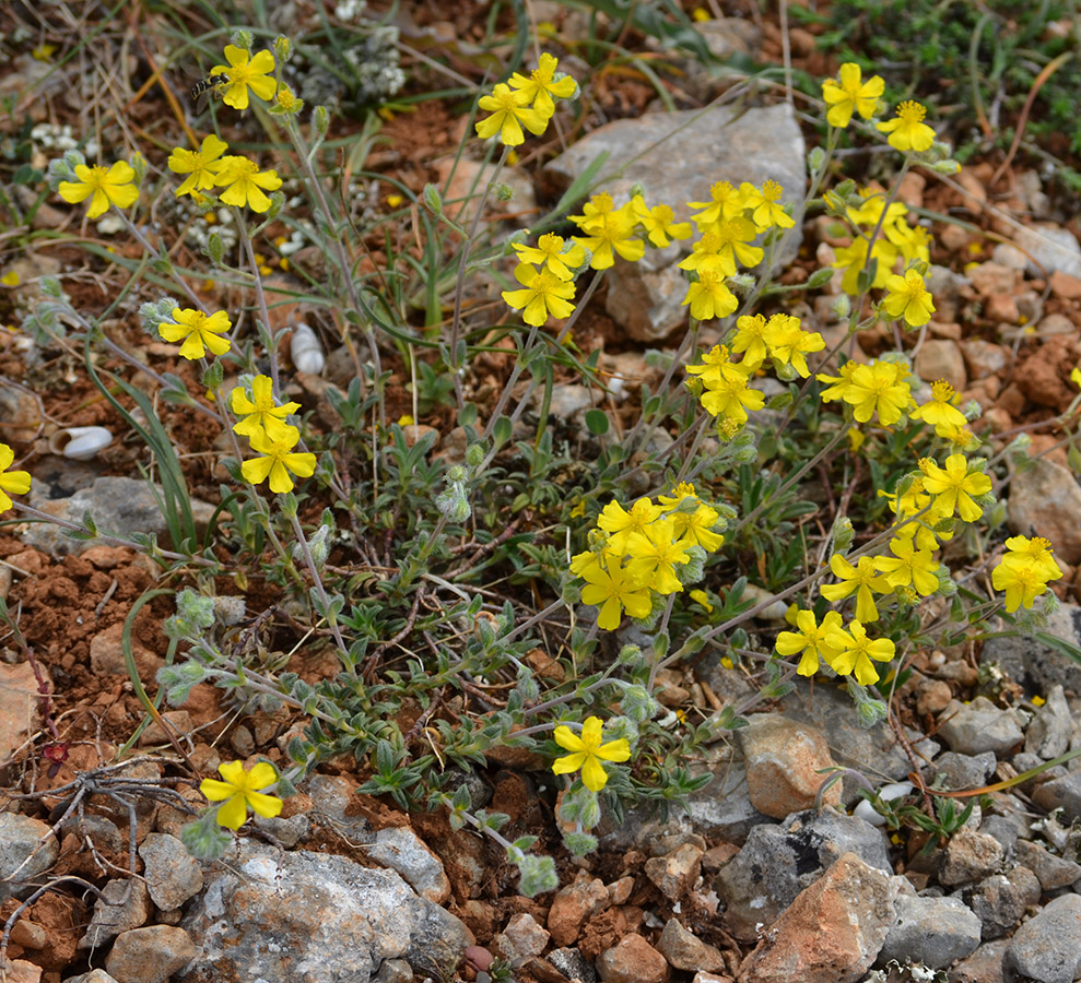 Изображение особи Helianthemum orientale.