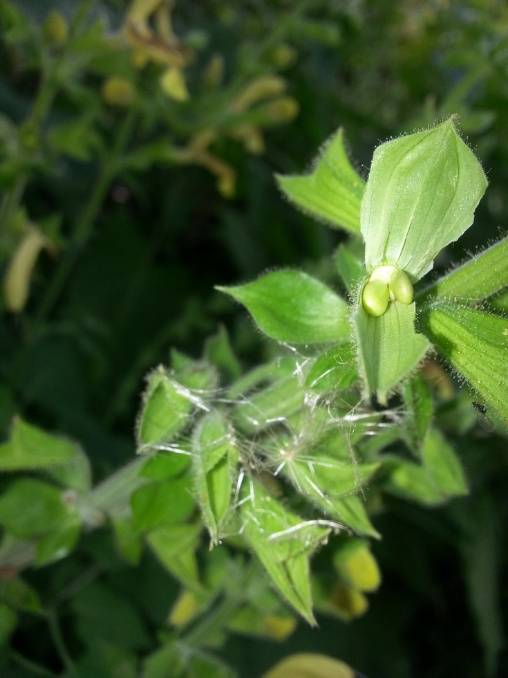 Image of Salvia glutinosa specimen.