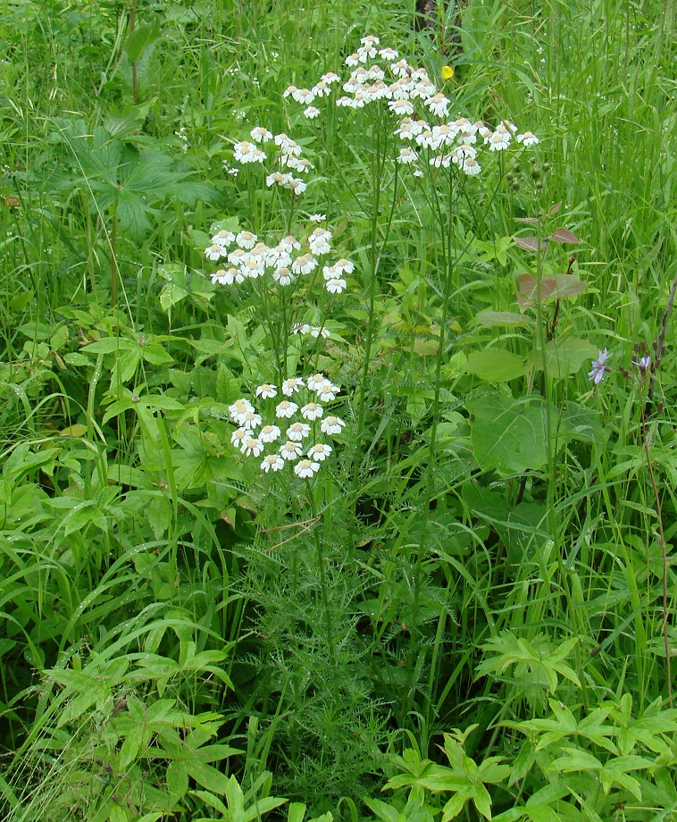 Изображение особи Achillea impatiens.