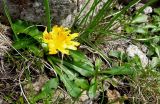 Taraxacum altaicum. Цветущее растение. Красноярский край, Шушенский р-н, хр. Борус, долина \"Венеция\", каменистая тундра, выс.1600 м н.у.м. 03.09.2013.