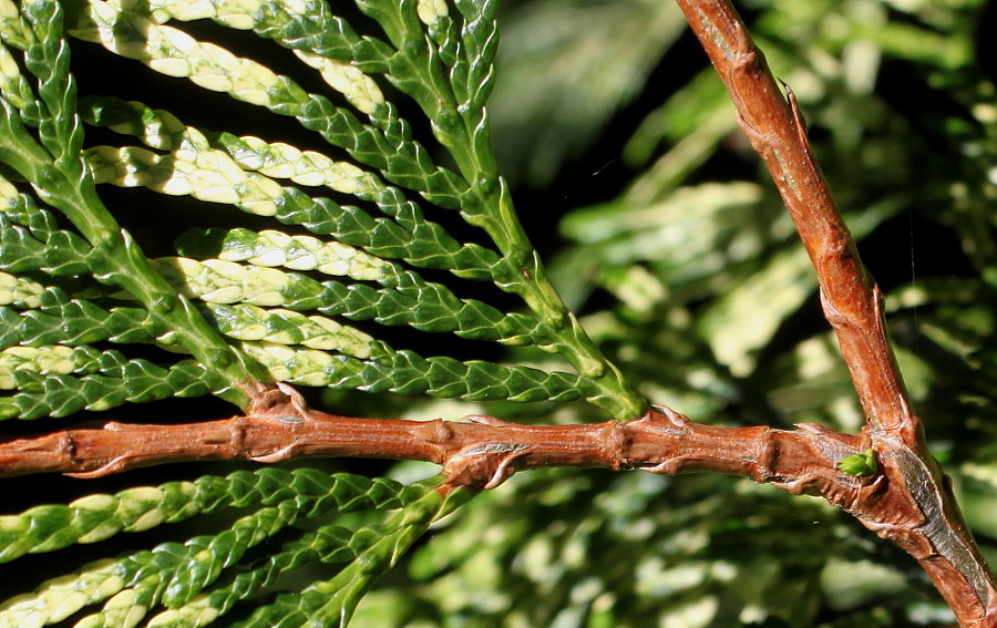 Image of Thuja plicata specimen.