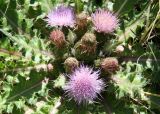 Cirsium esculentum. Верхушка цветущего растения. Восточный Казахстан, Уланский р-н, окр. с. Украинка, луг. 24.08.2010.