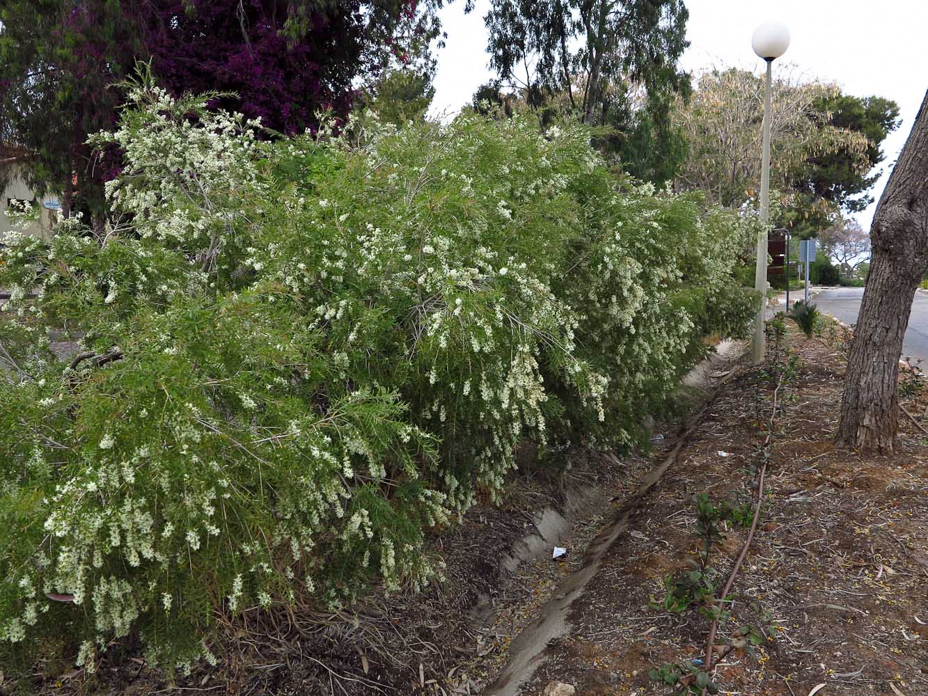 Изображение особи Melaleuca linariifolia.