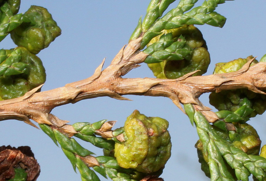 Image of Chamaecyparis pisifera specimen.