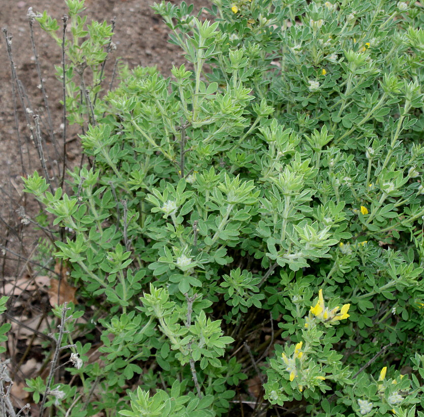 Изображение особи Chamaecytisus supinus.