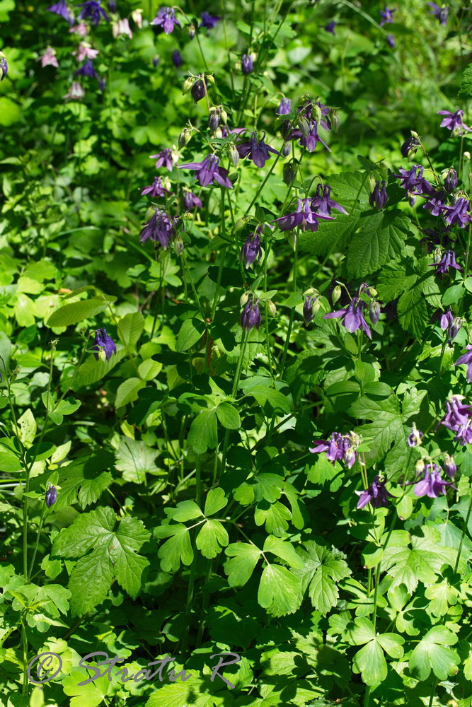 Image of Aquilegia vulgaris specimen.