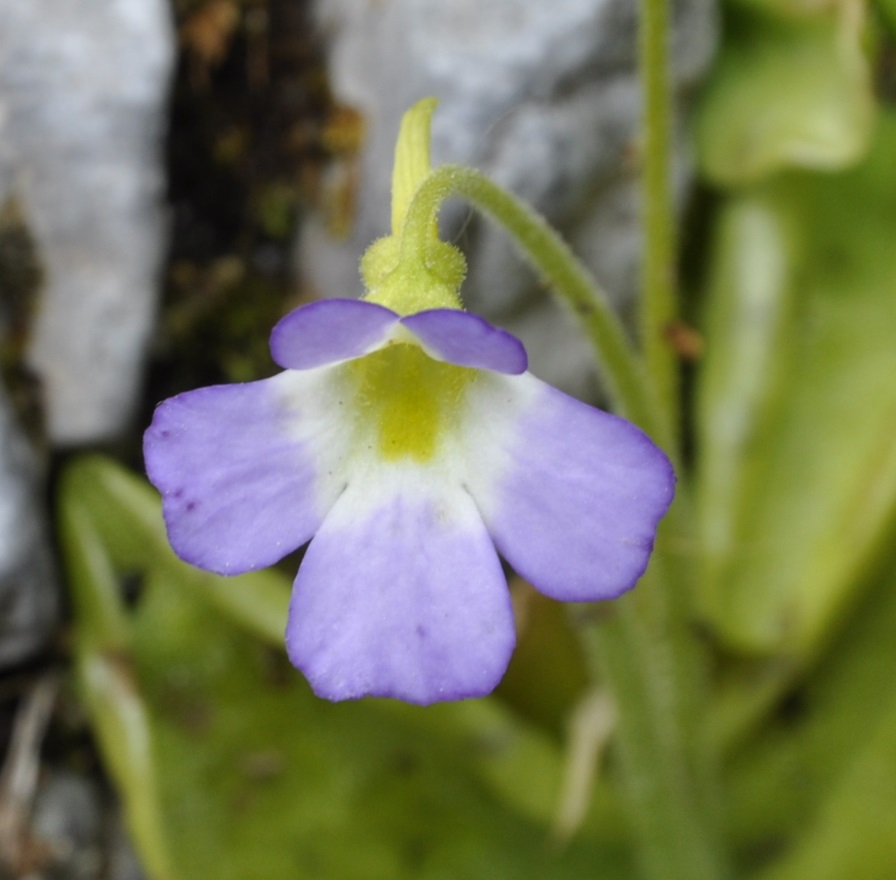 Изображение особи Pinguicula hirtiflora.