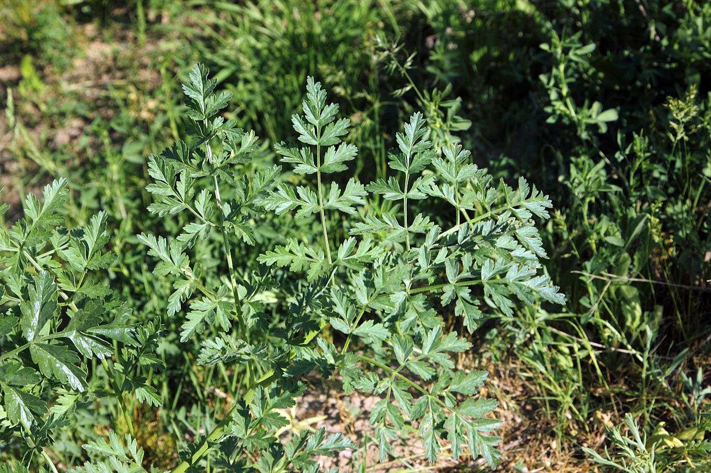 Image of Ferula kirialovii specimen.