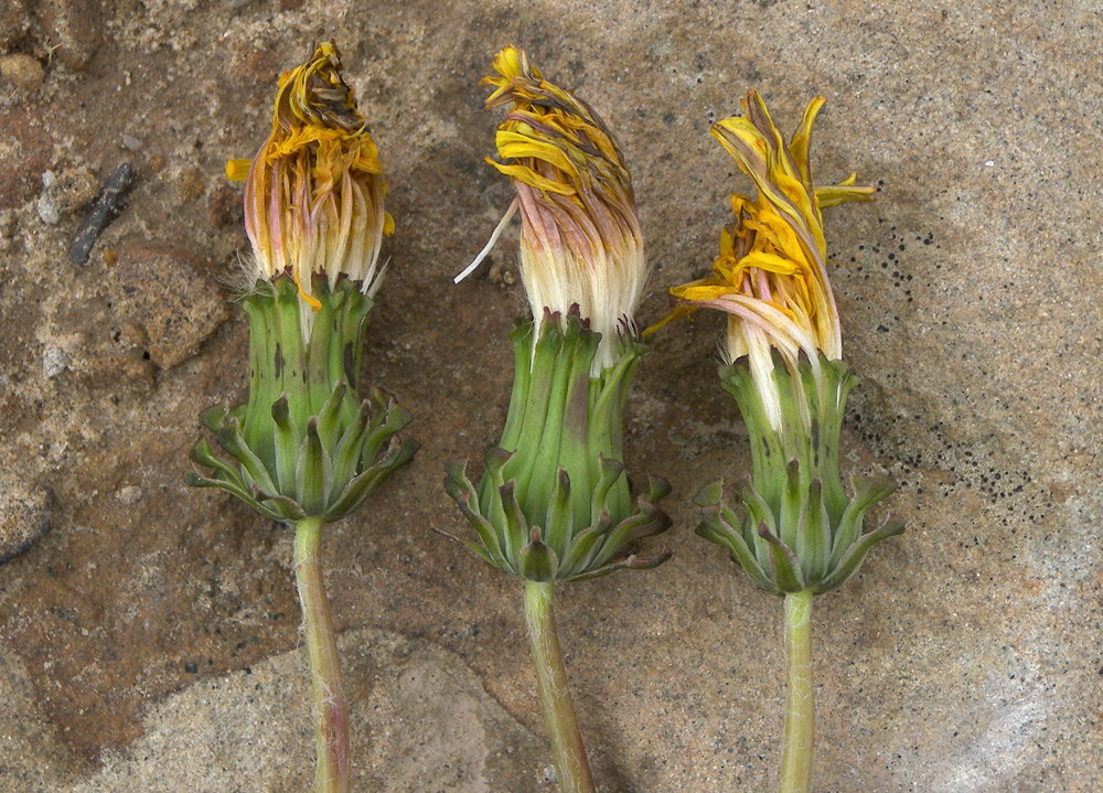 Изображение особи Taraxacum stenocephalum.