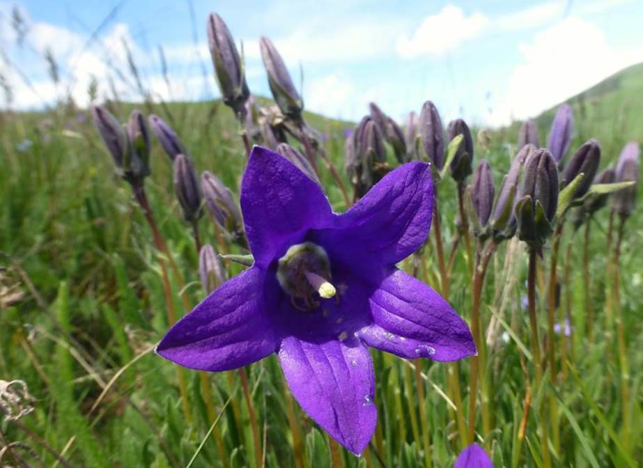 Изображение особи Campanula aucheri.