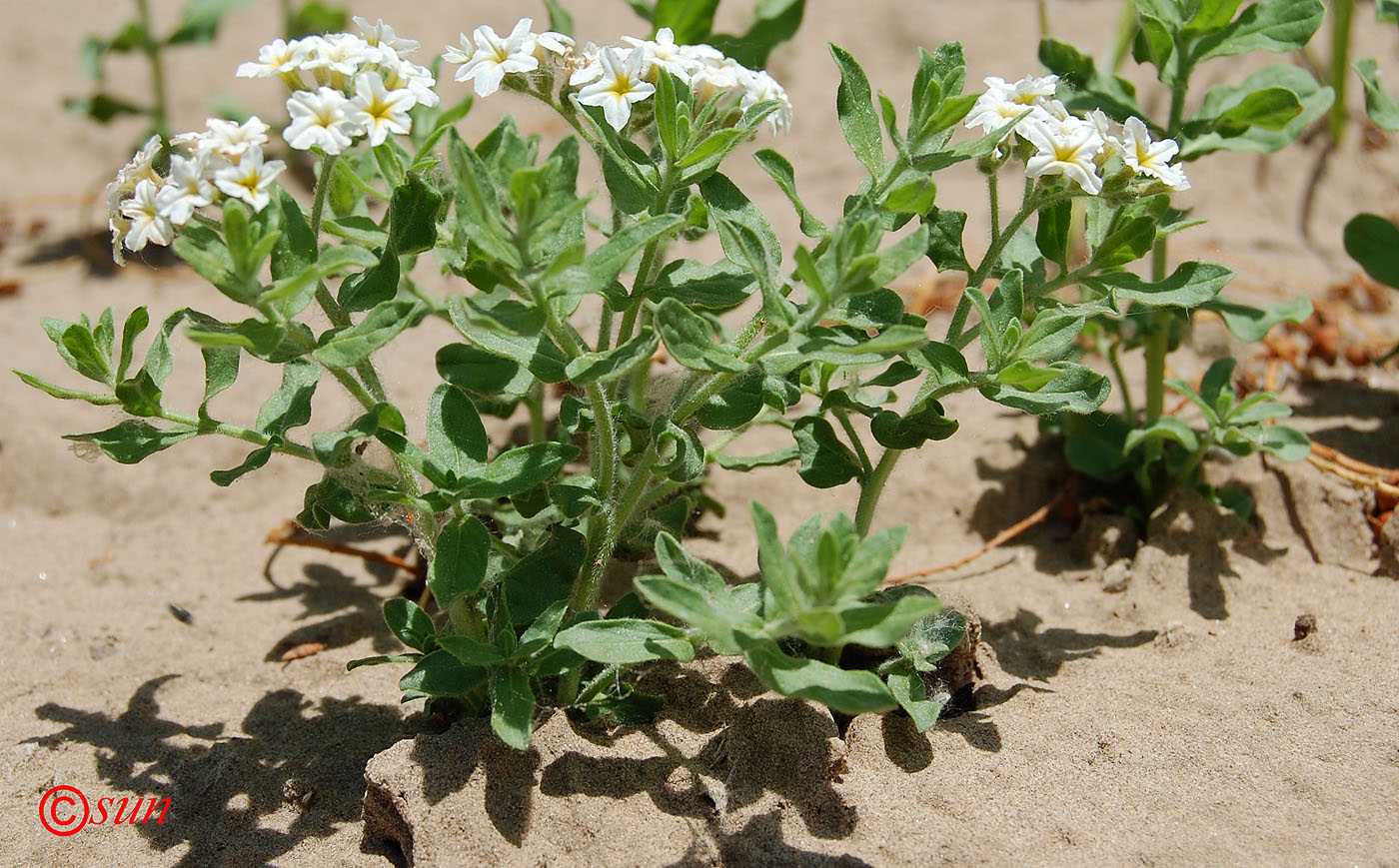 Image of Argusia sibirica specimen.