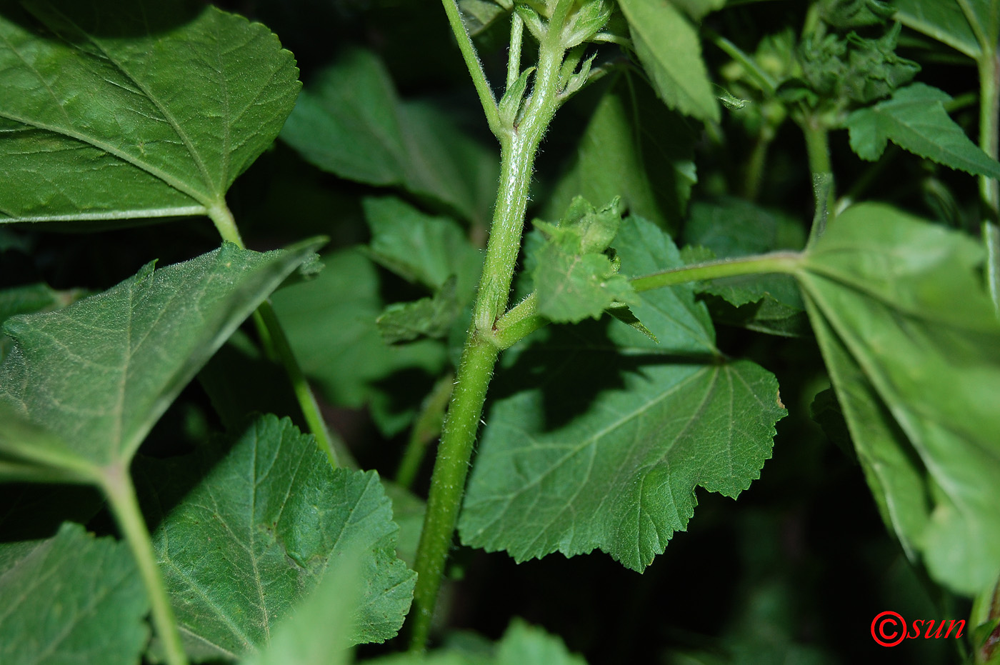 Image of Malva trimestris specimen.