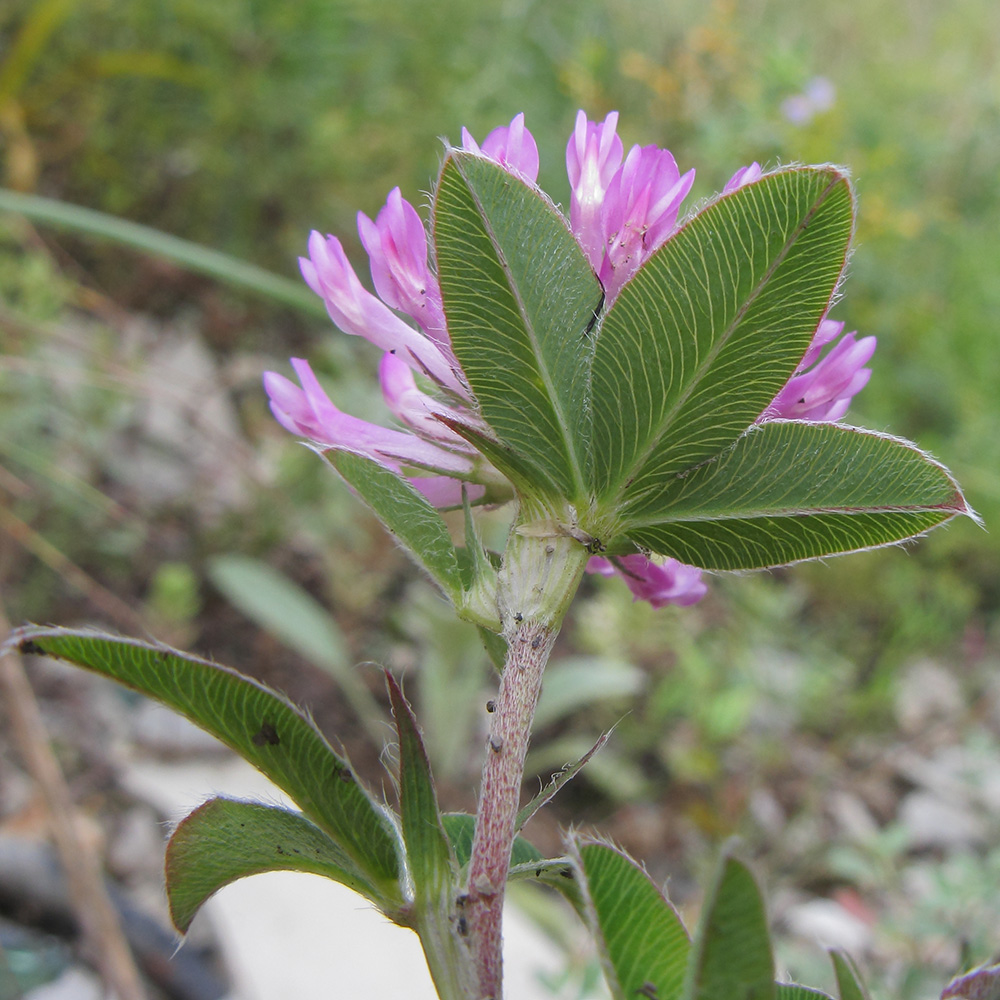 Image of Trifolium medium specimen.