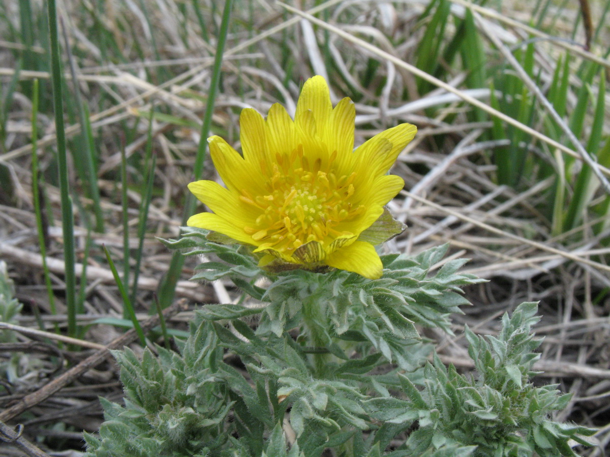 Image of Adonis tyanschanica specimen.