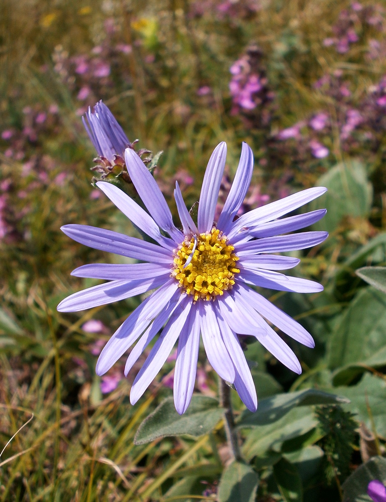 Изображение особи Aster ibericus.