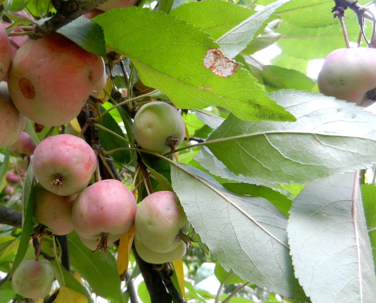 Image of genus Malus specimen.