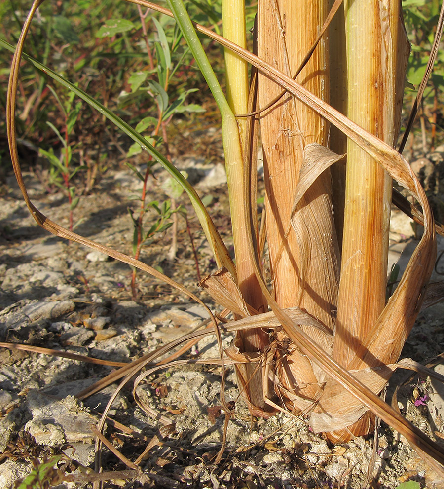 Image of Cyperus glomeratus specimen.