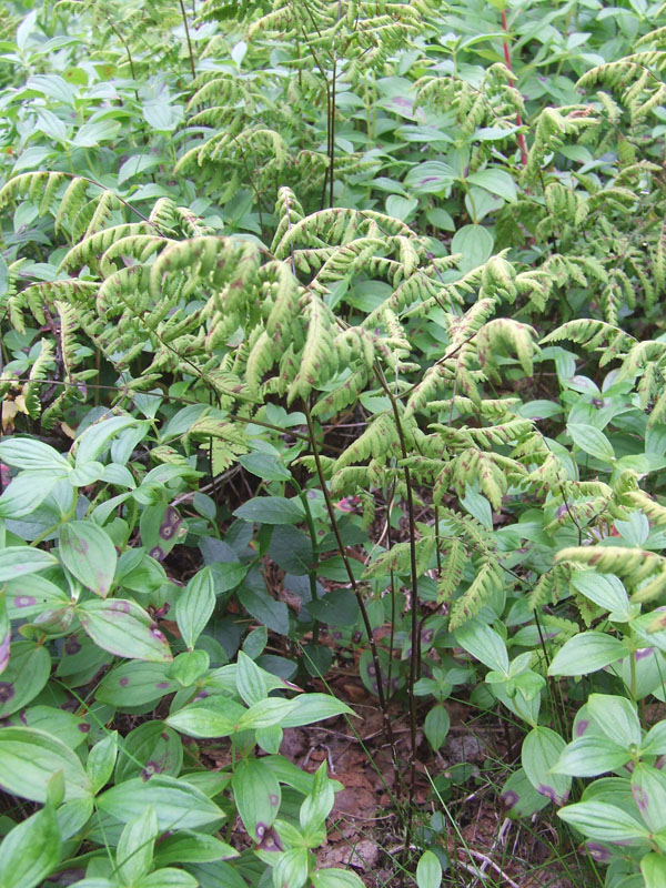 Image of Gymnocarpium dryopteris specimen.