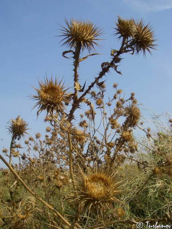 Image of Onopordum tauricum specimen.