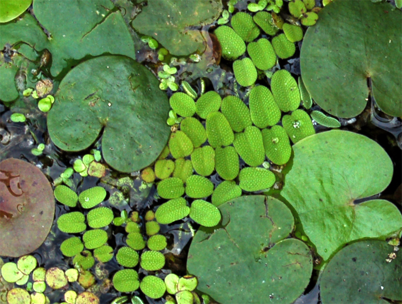 Image of Salvinia natans specimen.