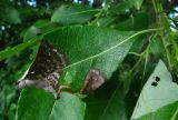 Salix caprea. Лист с поражениями. Окр. Архангельска, рудеральное место. 06.07.2014.