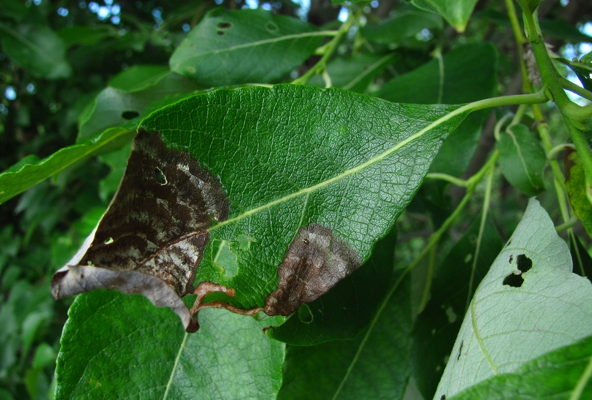 Image of Salix caprea specimen.