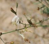 Astragalus pseudotataricus