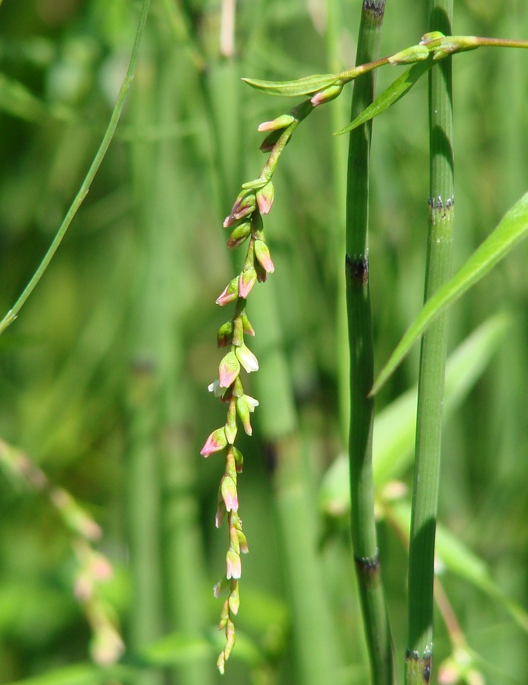 Image of Persicaria hydropiper specimen.