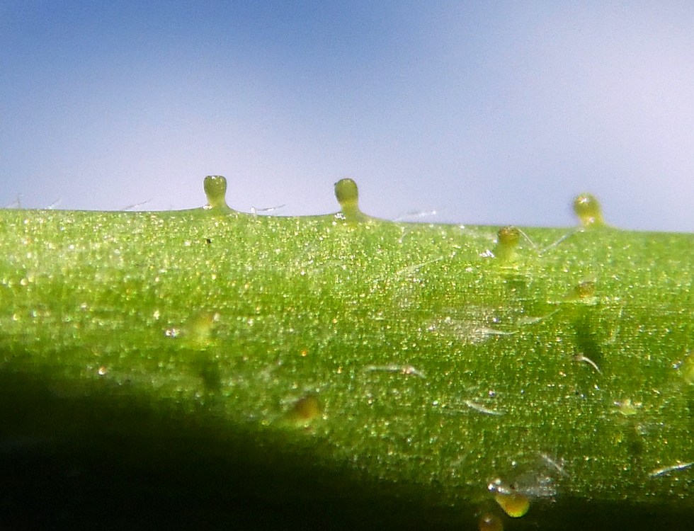 Image of Bunias orientalis specimen.