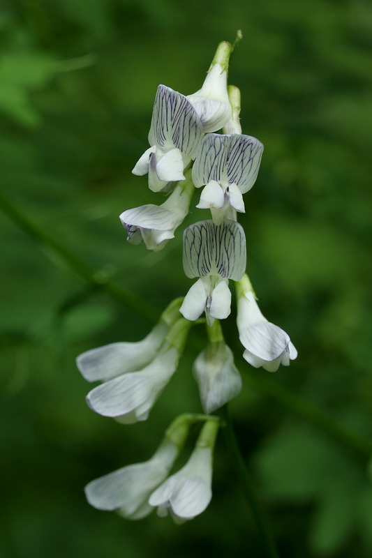 Image of Vicia sylvatica specimen.