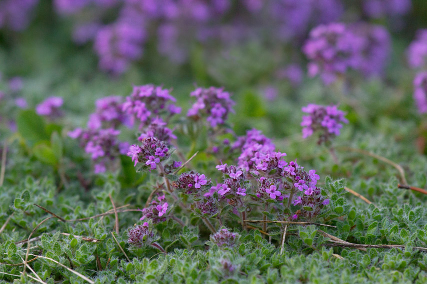 Image of genus Thymus specimen.