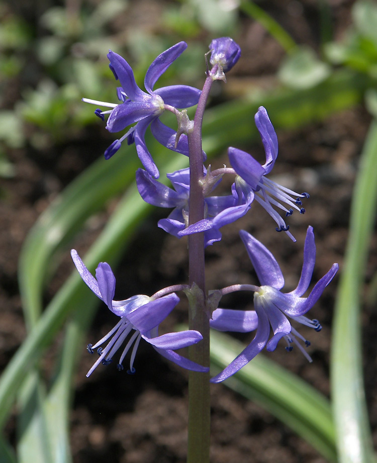 Image of Scilla greilhuberi specimen.