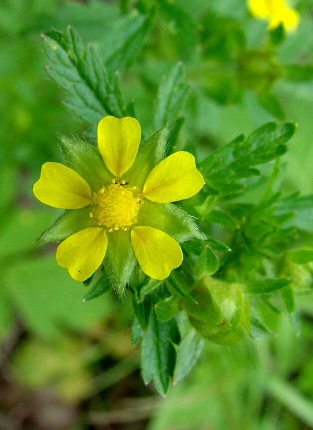 Image of Potentilla norvegica specimen.