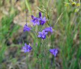 Campanula sibirica. Верхушка цветущего растения. Иркутская обл., Иркутский р-н, западнее с. Максимовщина, обочина грунтовой дороги. 25.06.2015.