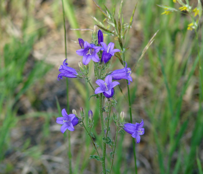 Image of Campanula sibirica specimen.