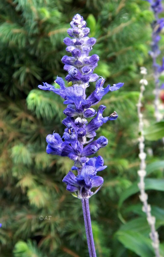 Image of Salvia farinacea specimen.