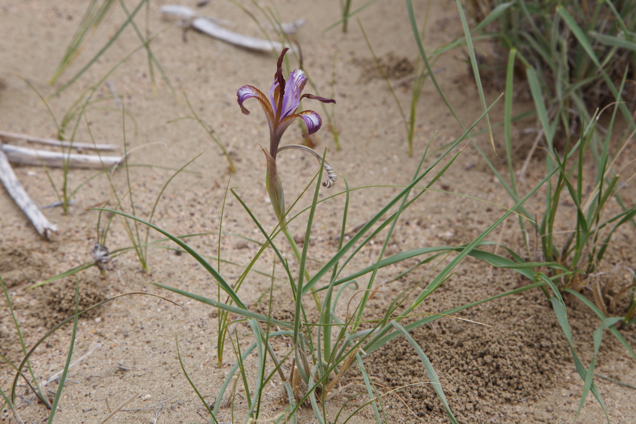 Image of Iris longiscapa specimen.