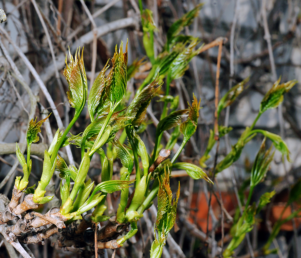 Image of Parthenocissus quinquefolia specimen.