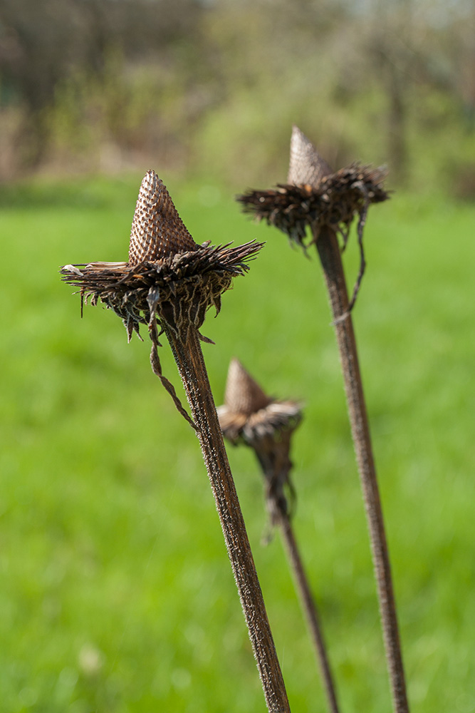 Image of Echinacea purpurea specimen.