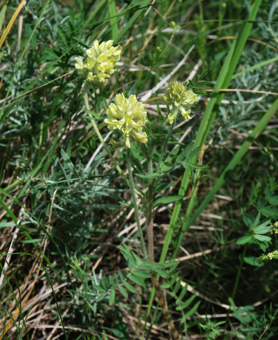 Изображение особи Oxytropis pilosa.