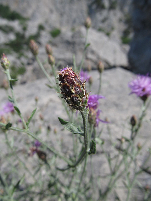 Image of Centaurea &times; comperiana specimen.