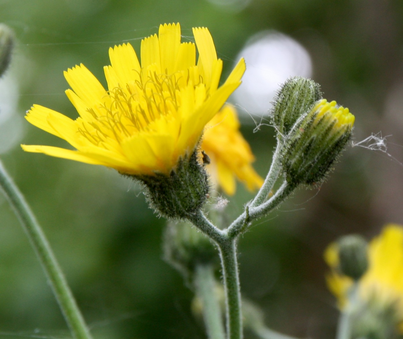 Изображение особи Hieracium pellucidum.