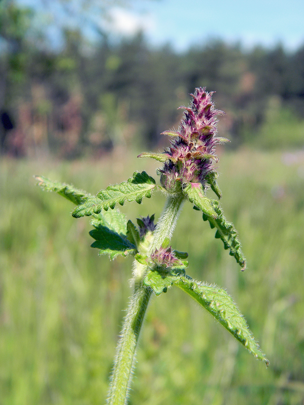 Image of Betonica officinalis specimen.