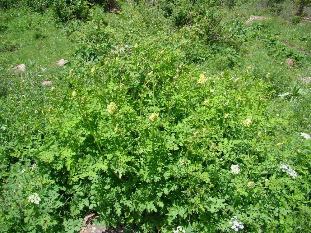 Image of Corydalis semenowii specimen.