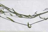 Bupleurum falcatum