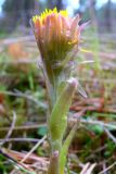 Tussilago farfara