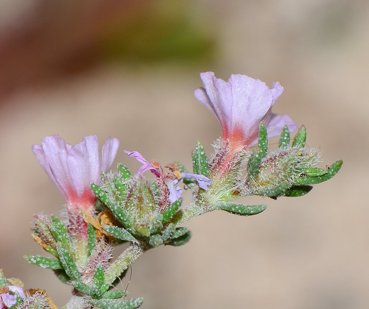 Image of Frankenia capitata specimen.